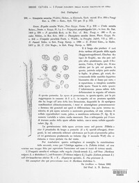 Urocystis occulta image